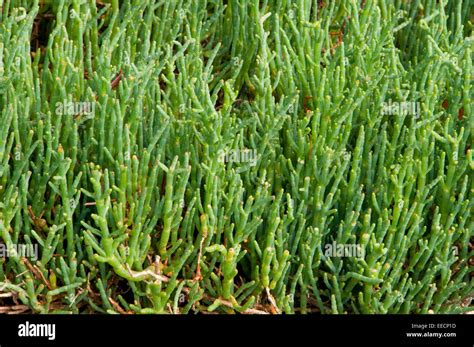 Pickleweed hi-res stock photography and images - Alamy