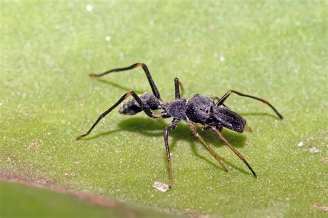 These Spiders Pretend to Be Ants to Avoid Being Eaten