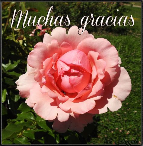 Muchas gracias Cool Pictures Of Nature, Thank You Cards, Inspirational Quotes, Flowers, Plants ...