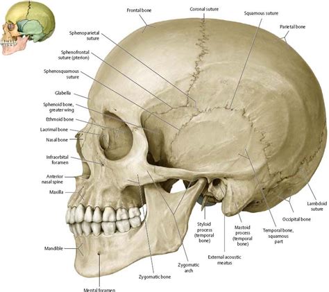 Bones of the Head - Atlas of Anatomy | Skeleton anatomy, Skull anatomy ...