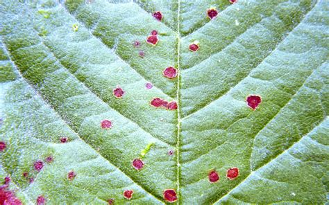 Maladie du cerisier : la cylindrosporiose du cerisier - Clinique des ...