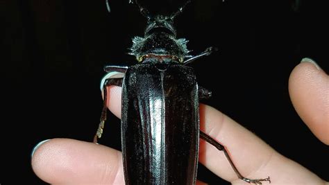 Giant, flying beetles looking for love terrorize Arizona