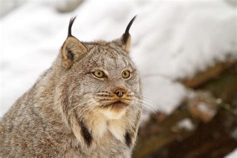 Animals of the world: Canada Lynx