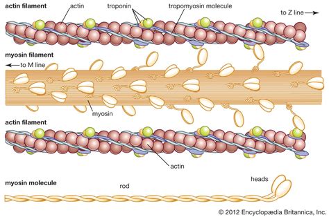 Actin filament | cytoskeleton | Britannica