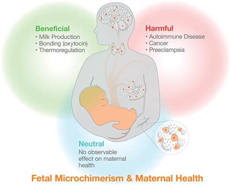 Fetal microchimerism and maternal health: A review and evolutionary analysis of cooperation and ...