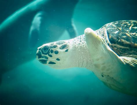 Sea Turtle Swimming Underwater · Free Stock Photo