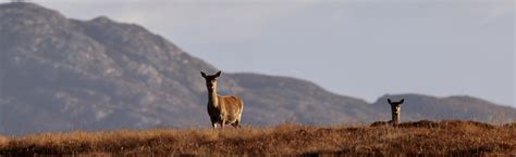 South Uist wildlife | Red Deer Hind and Calf | Jools Nicholas | Flickr