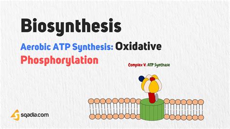 Aerobic ATP Synthesis: Oxidative Phosphorylation - Biosynthesis