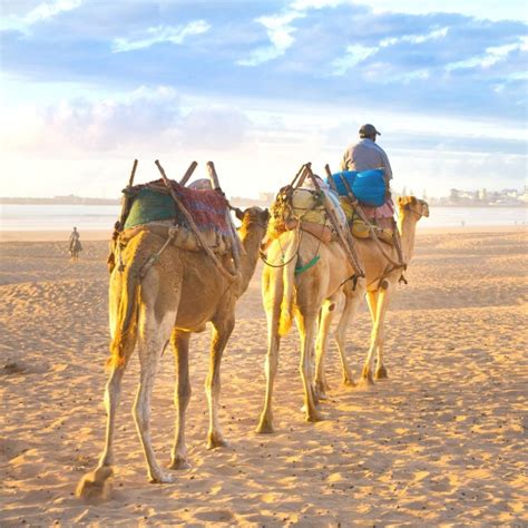 3 Fascinating Camel Ride Morocco Options You can't Miss!