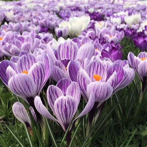 Bold Mixed Crocus Bulbs For Sale Online | Large Flowering Mix – Easy To ...