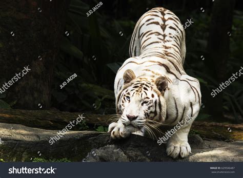 327,897 White Tiger Images, Stock Photos & Vectors | Shutterstock