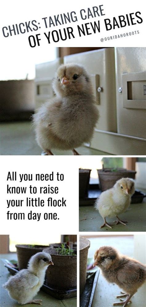 Chicks: Taking Care of Your New Babies | Baby chicks raising, Baby ...