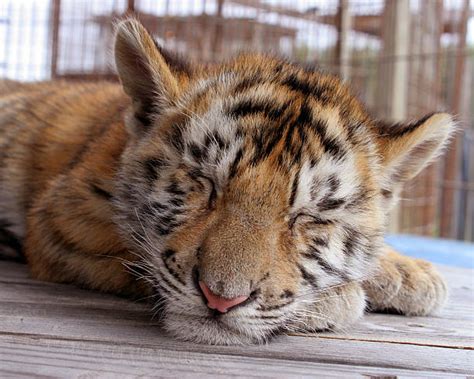 Tiger Cub Pictures, Images and Stock Photos - iStock