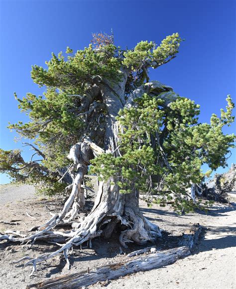 Whitebark Pine - Featured Creature (U.S. National Park Service)