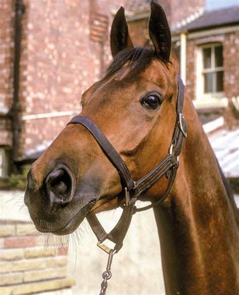 Red Rum: the three-time Grand National winner who ‘belonged’ at Aintree ...