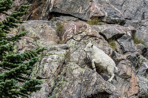 Uphill Climb- Mountain Goat Baby Photograph by Cindi Alvarado