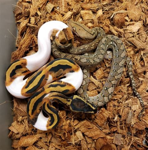 Kalaotoa (Super Dwarf) - Reticulated Python Traits - Morphpedia