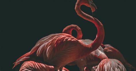 Flock of Flamingo · Free Stock Photo