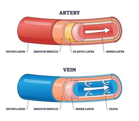 13 Artery Vs Vein Structure Diagram Images, Stock Photos, 3D objects, & Vectors | Shutterstock