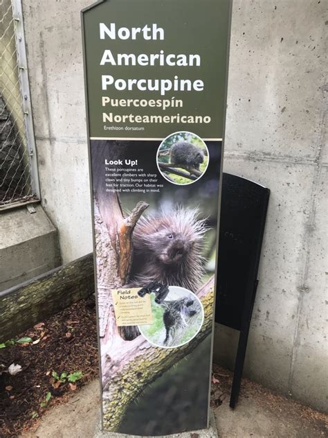 North Carolina Zoo: North American Porcupine Sign - ZooChat