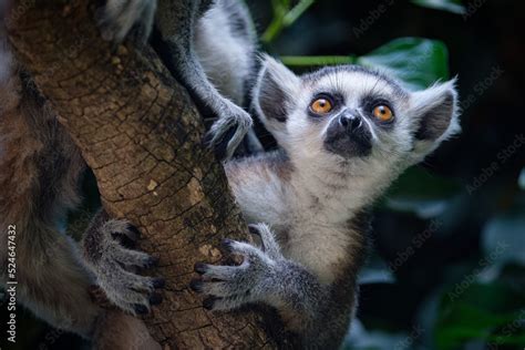 baby lemur on tree Stock Photo | Adobe Stock