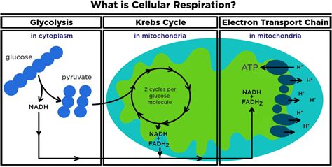 What is cellular respiration: from food to ATP | Cellular respiration ...