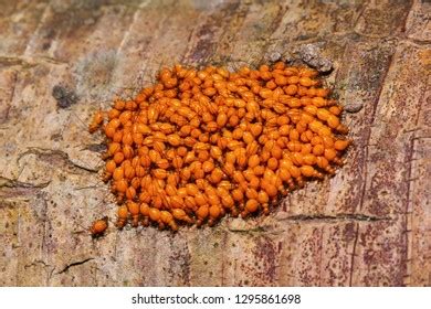 Group Orange Barklice Nymphs Psocoptera On Foto stock 1295861698 | Shutterstock