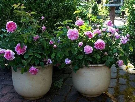 Growing Roses in Planters and Pots | The Tree Center™