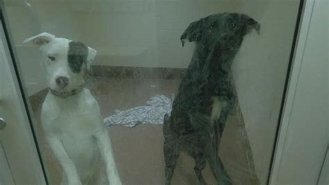 'At risk' | Louisville animal shelter remains in overflow, asks for ...