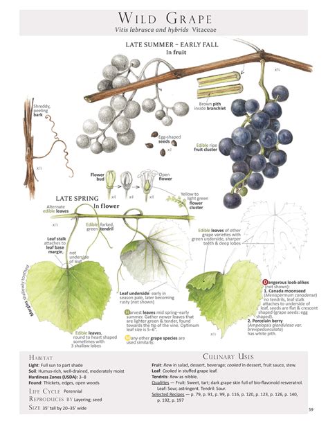 Wild Grape Leaves: Harvesting & Stuffing — Foraging and Feasting