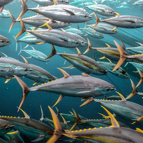 Yellowfin Tuna | Sourcing Transparency Platform