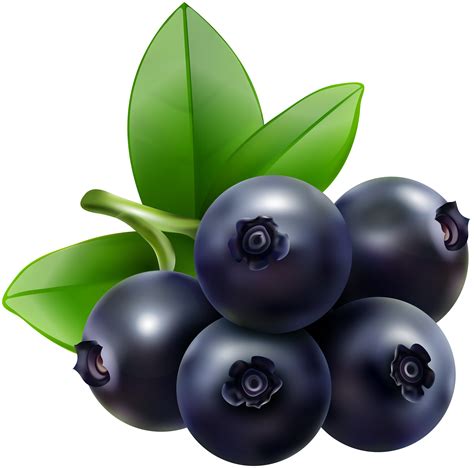 Blueberry clipart, Blueberry Transparent FREE for download on WebStockReview 2024