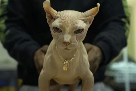 Warning over 'XL bully cats' craze as pet owners told to approach hairless hybrid feline with ...