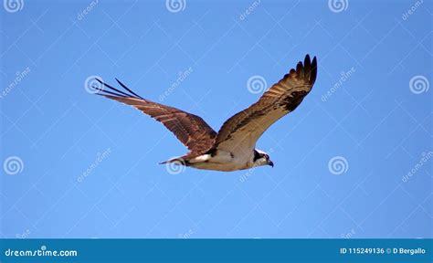 Osprey Seahawk Unique Raptor Bird of Prey Avian Flying in Michigan during Spring Fishing Hawk ...