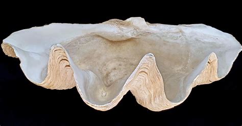 Lot - Oversized Giant Clam Shell