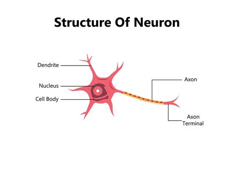 Human neuron structure. Brain neuron cell illustration. Synapses ...