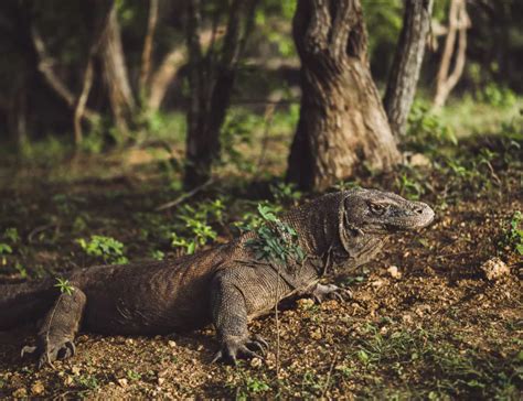 Learn about the Komodo Dragon Habitat - Komodo Resort