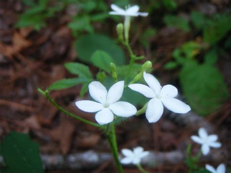 The Botanical Hiker: Coastal Plain Plants