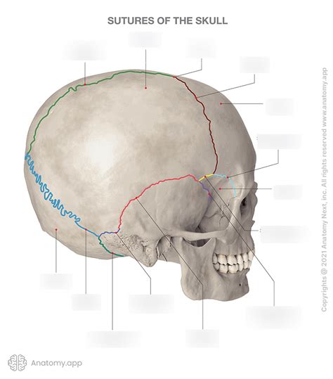 Skull Sutures Diagram | Quizlet