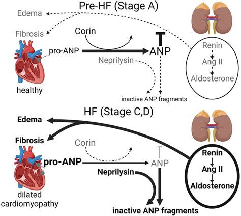 Frontiers | Falling corin and ANP activity levels accelerate ...