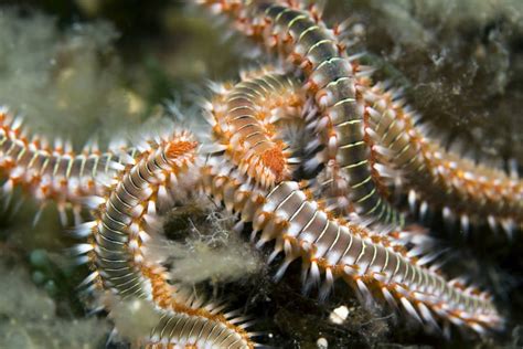 A Creepy 'Smiling' Worm Was Discovered In The Depths Of The Ocean