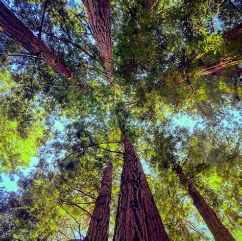 Muir Woods redwood trees : r/marijuanaenthusiasts