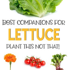 Lettuce Companion Plants: What to Grow With Lettuce?