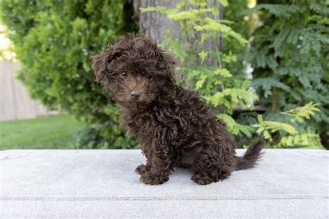 Maltipoo Colors Gallery - See examples of all Maltipoo Colors — My Doodle Puppy