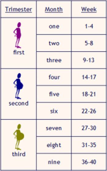 Making sense of the pregnancy countdown… | Calendario del embarazo, Embarazo, Cosas de embarazadas