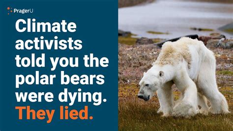 Remember This Starving Polar Bear? - YouTube