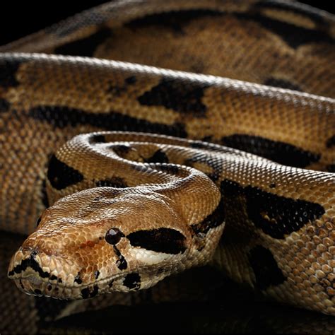 Boa Constrictor | Rainforest Animals