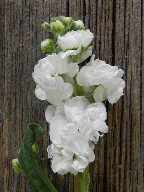 Wholesale White Stock Flowers Online | FlowerFarm | Stock flowers, Flowers online, Flower farm