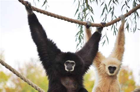 African Lion Safari: Ontario's Wildest Safari Adventure