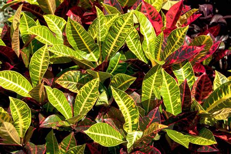 Croton Plant Varieties - 25 Types of Crotons | Garden Gear Shop